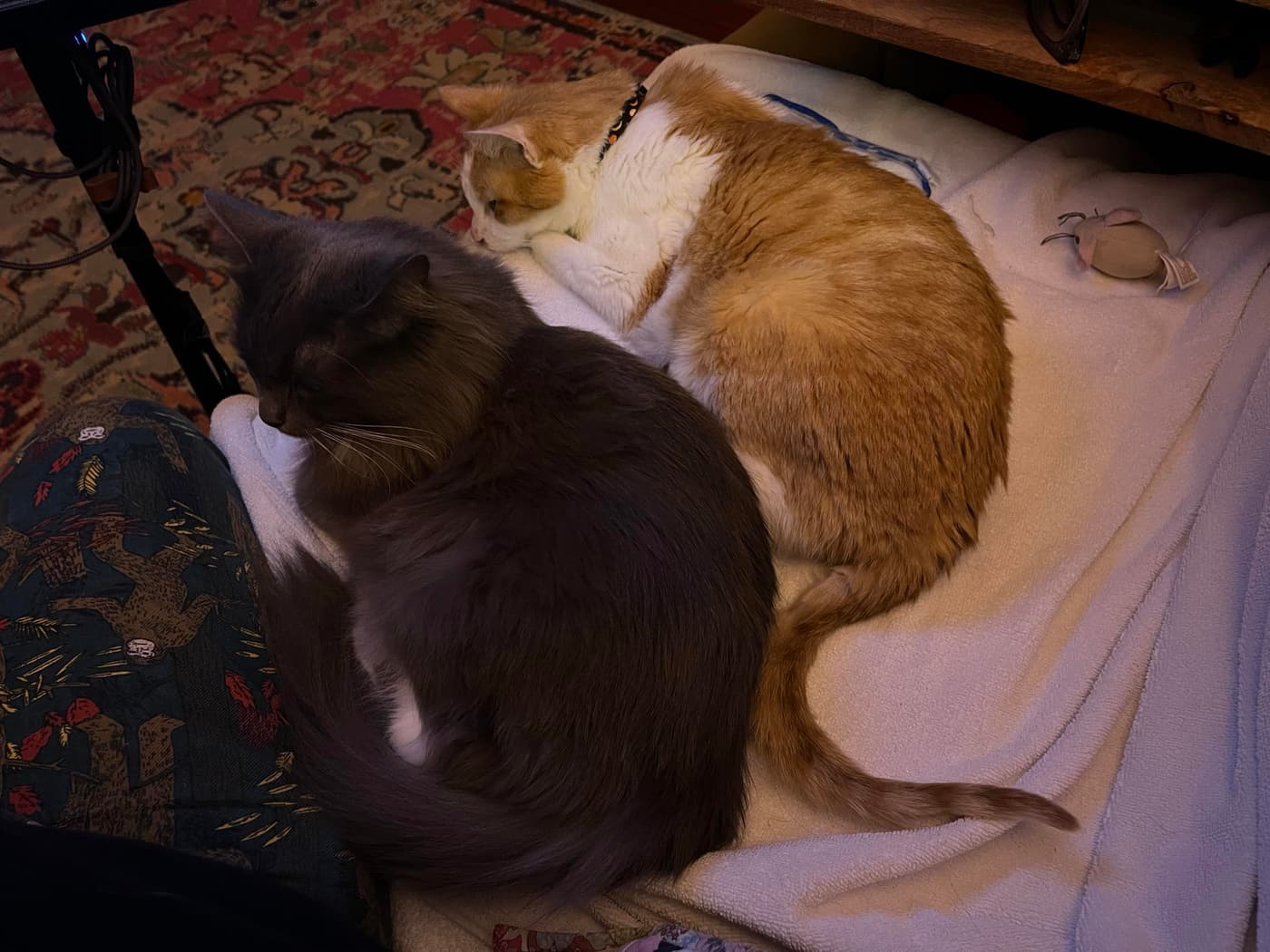 Two cats are lying together on a soft blanket. One cat is gray with a fluffy coat, and the other is orange and white. Nearby, there is a small toy mouse. The scene is cozy and relaxed