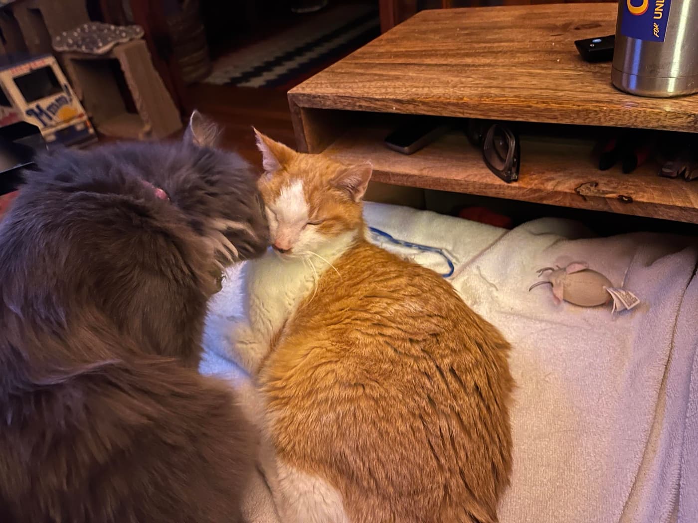 Two cats are cuddling close together on a soft surface. One cat is gray with long fur, while the other is orange and white. Nearby, there is a wooden shelf with various items, including a tumbler and a pair of glasses.
