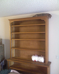 Cat atop shelf