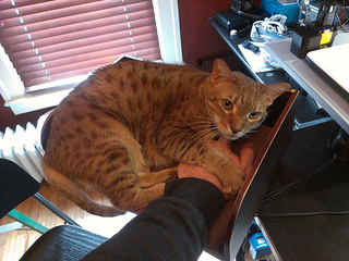 Yes, i have a cat bed attached to my desk