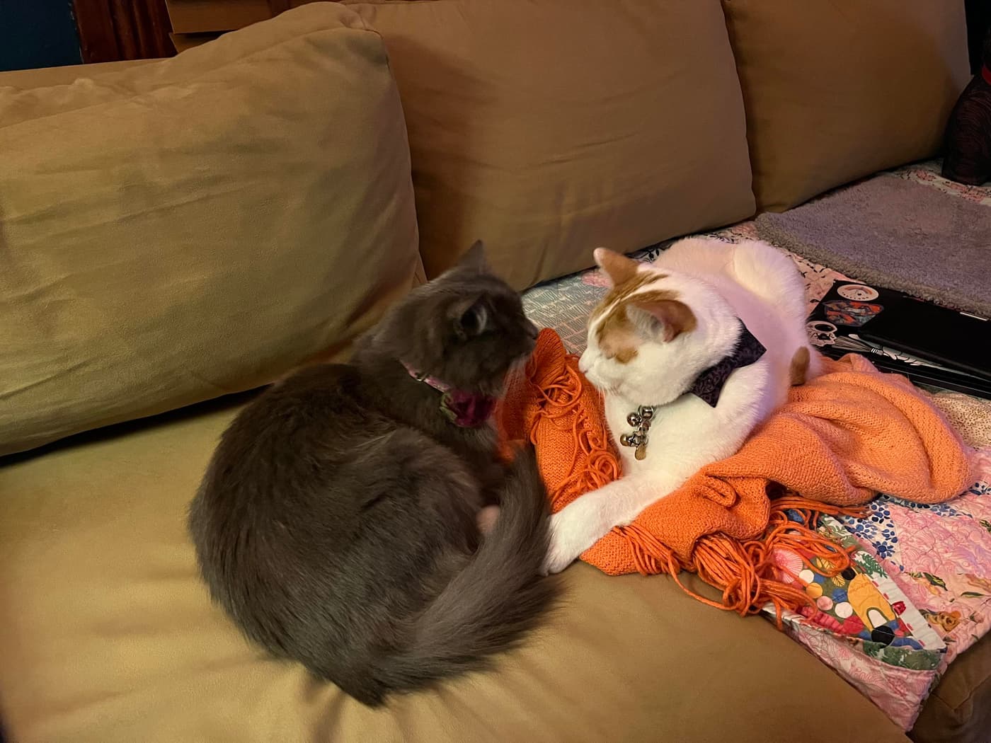 Two cats lounging on a couch - one fluffy gray (Miss Biscuits) and one white with orange patches