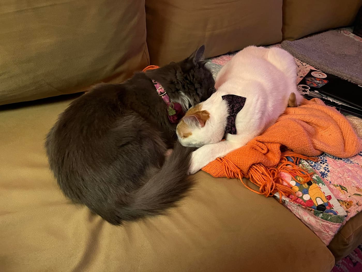 The cats sleeping together, curled up on an orange blanket