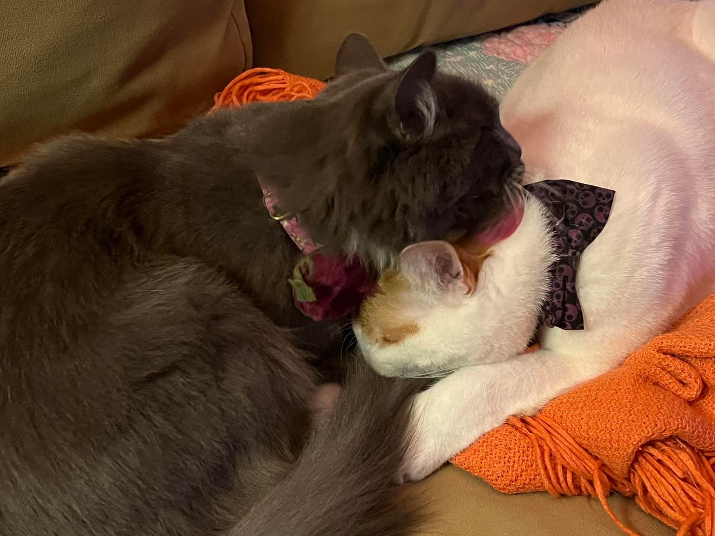 The grey cat thoroughly bathing the white cat