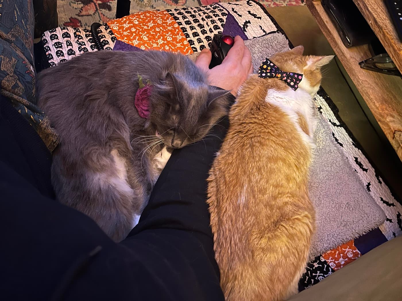 Two cats resting on my lap - Miss Biscuits (gray) and Catsby (orange) - while a hand holds a trackball