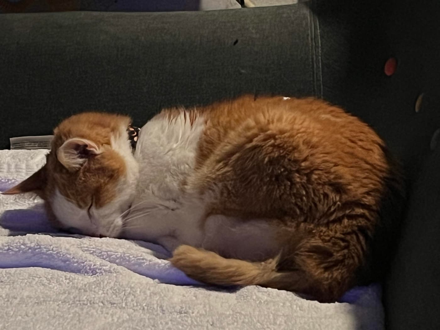 A sleeping orange and white cat curled up on a soft blanket, resting comfortably on a couch