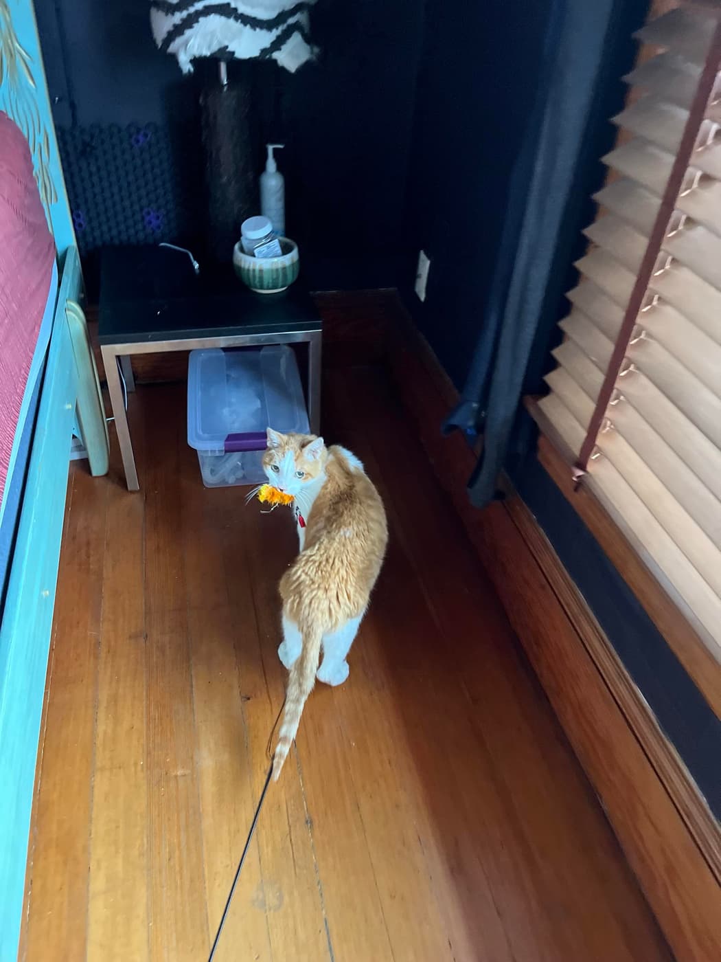 An orange cat is standing on a wooden floor, wearing a harness and leash. It appears to be looking back, with a toy in its mouth. Nearby, there is a small table with a lamp, a bowl, and some items on display.