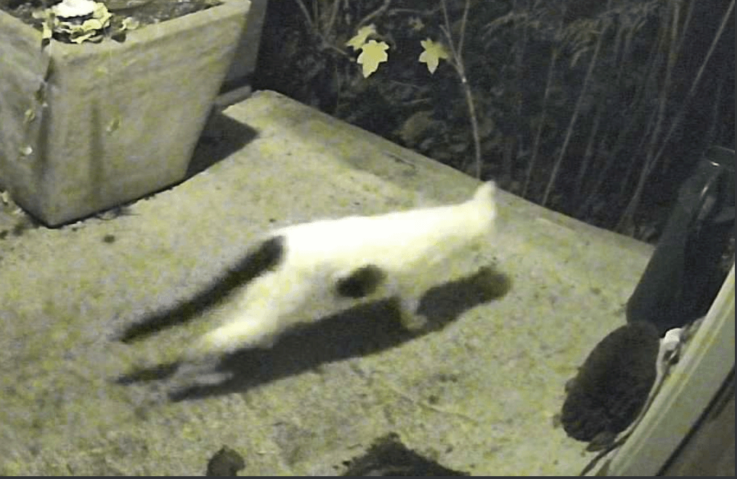 Blurry doorbell camera image of our neighbor's white and black spotted cat running off of our porch