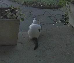 A white cat with a black tail sitting on a concrete surface, facing away from the camera