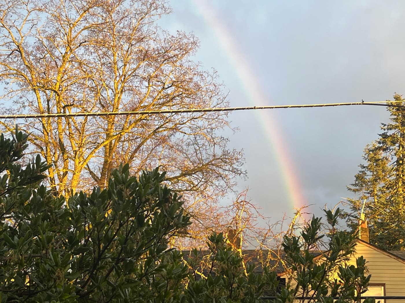 A rainbow arches above a neighborhood scene, with a bare tree in the foreground and a house partially visible behind green foliage