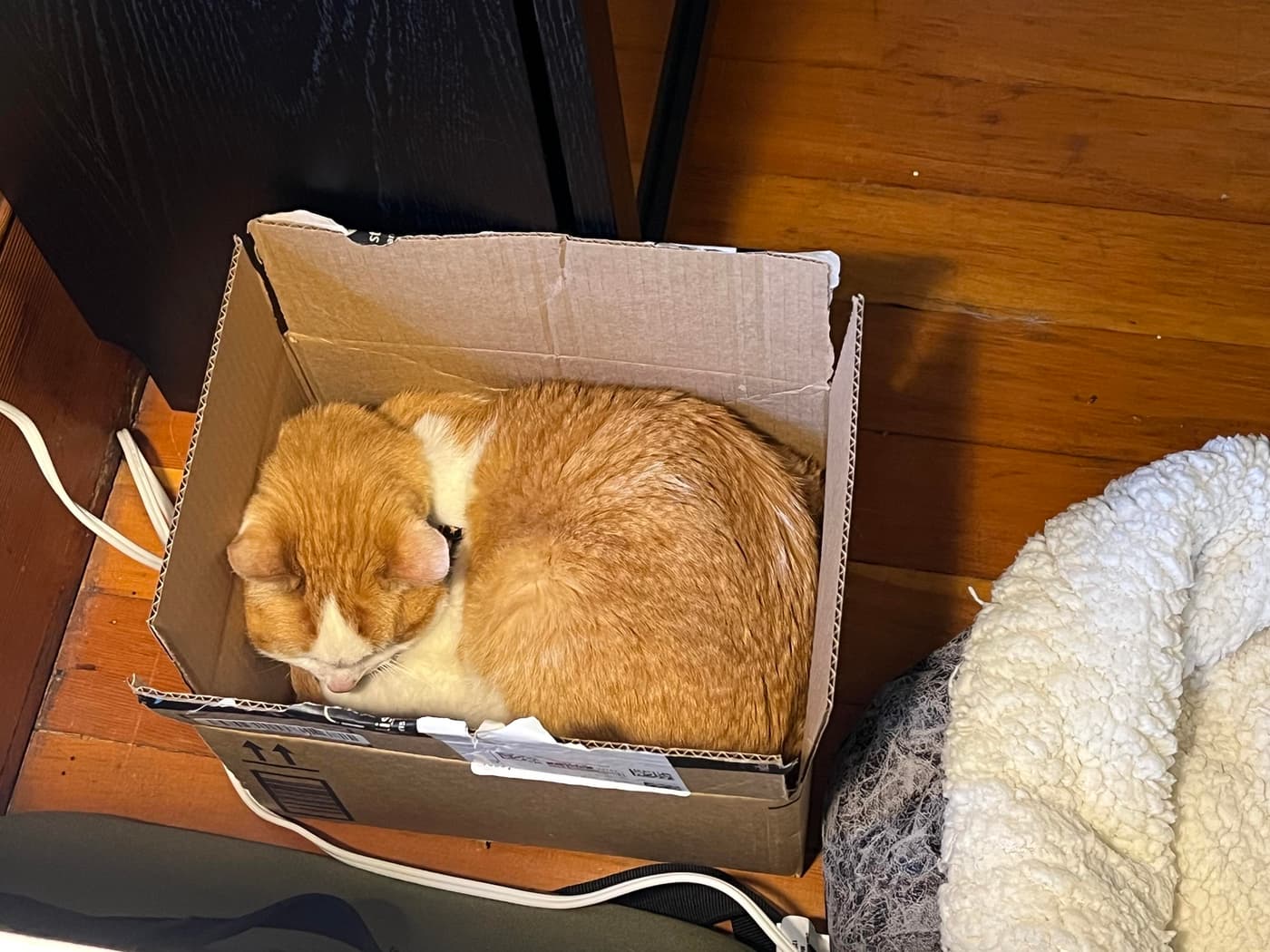 A sleeping orange cat is curled up inside a small cardboard box on a wooden floor, with a fluffy white pet bed nearby