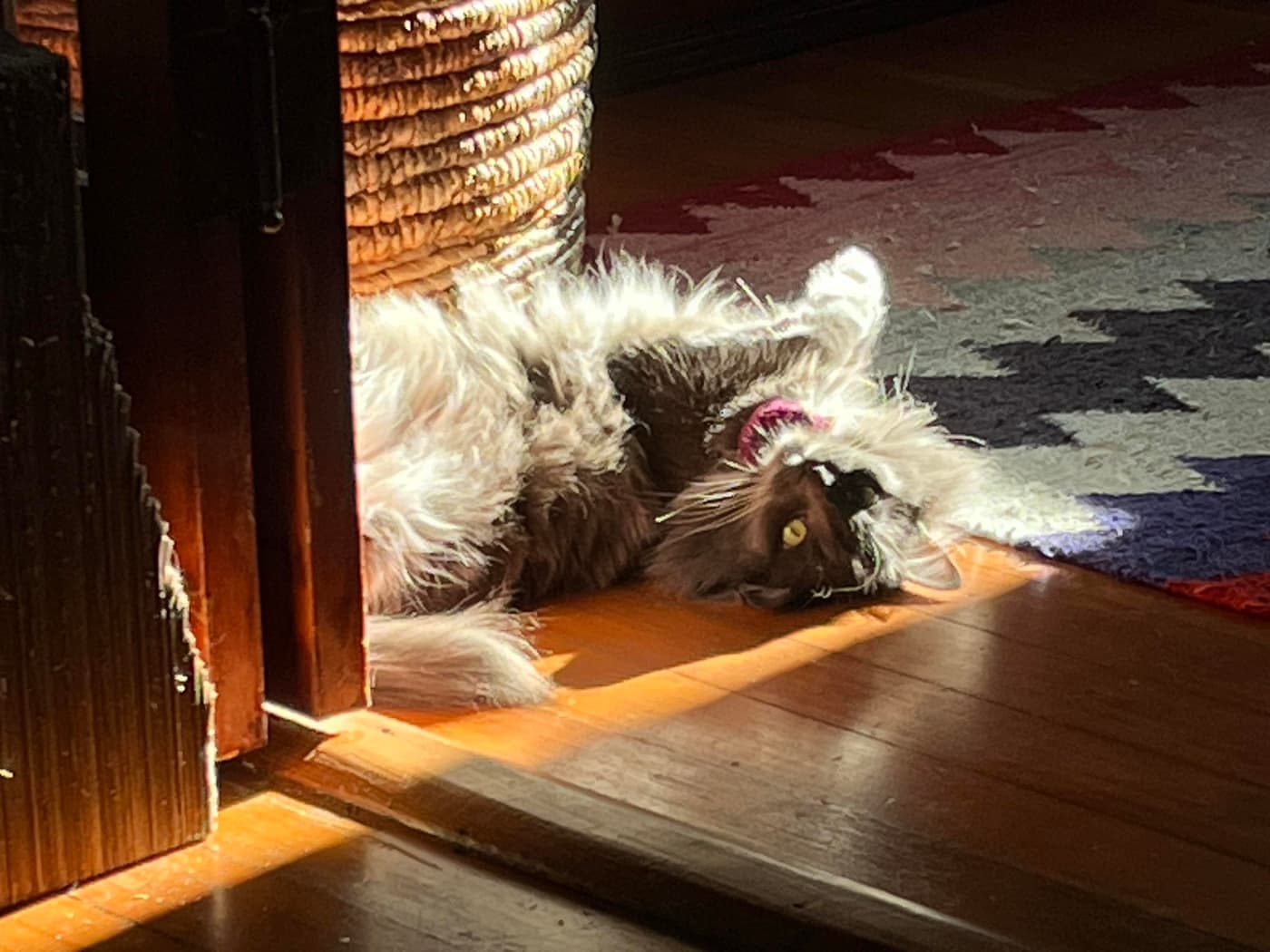 A fluffy cat is lying on its back in a sunlit area, with its head tilted and eyes partially closed. The background includes wooden flooring and a textured rug, along with a woven basket nearby.