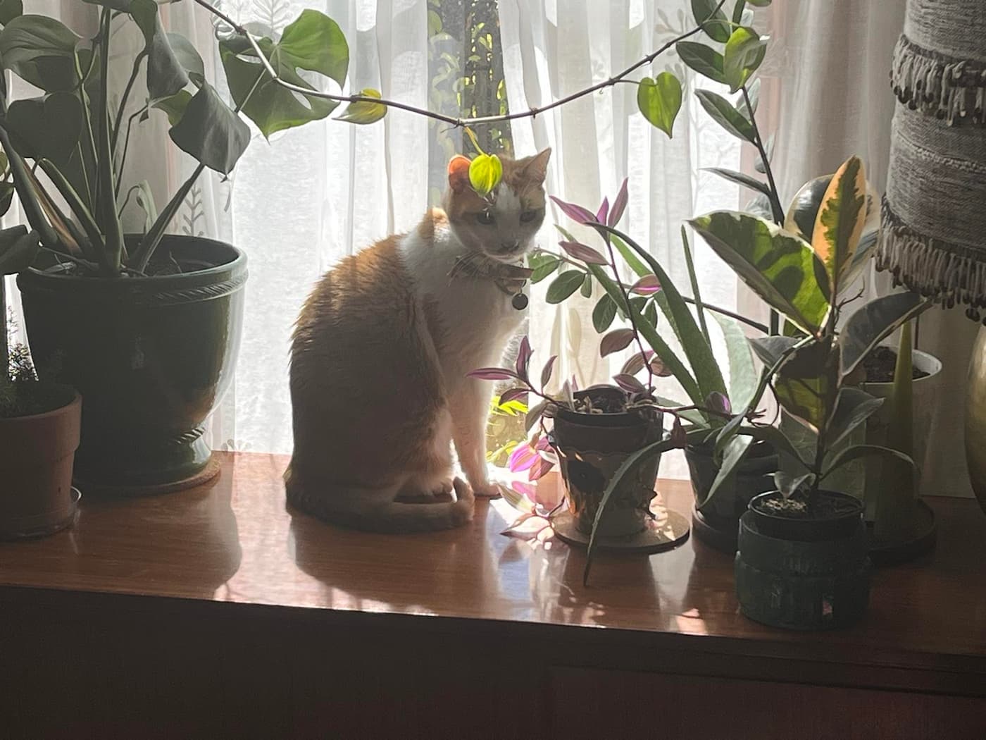 Orange and white cat on wooden sideboard surrounded by houseplants in sunlit window