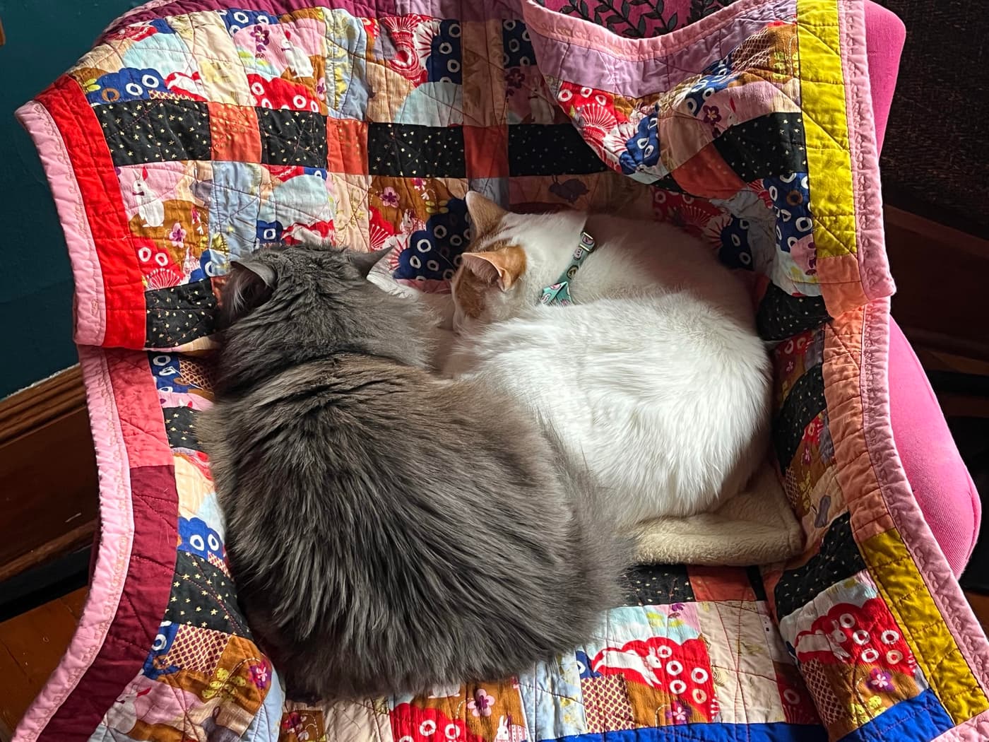Two cats curled up together on colorful quilt