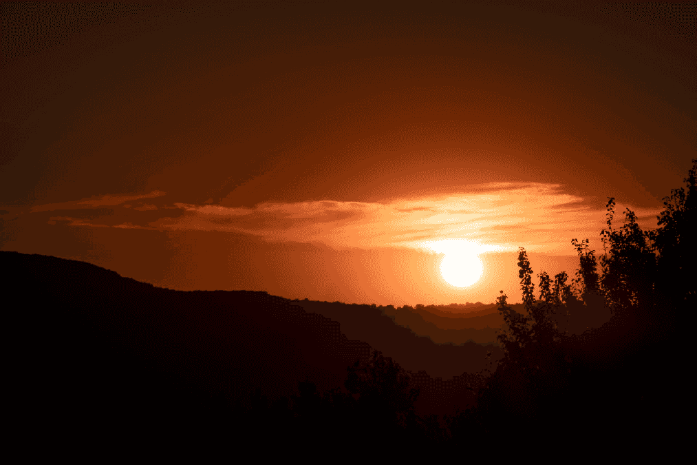 Silhouette of trees during sunset