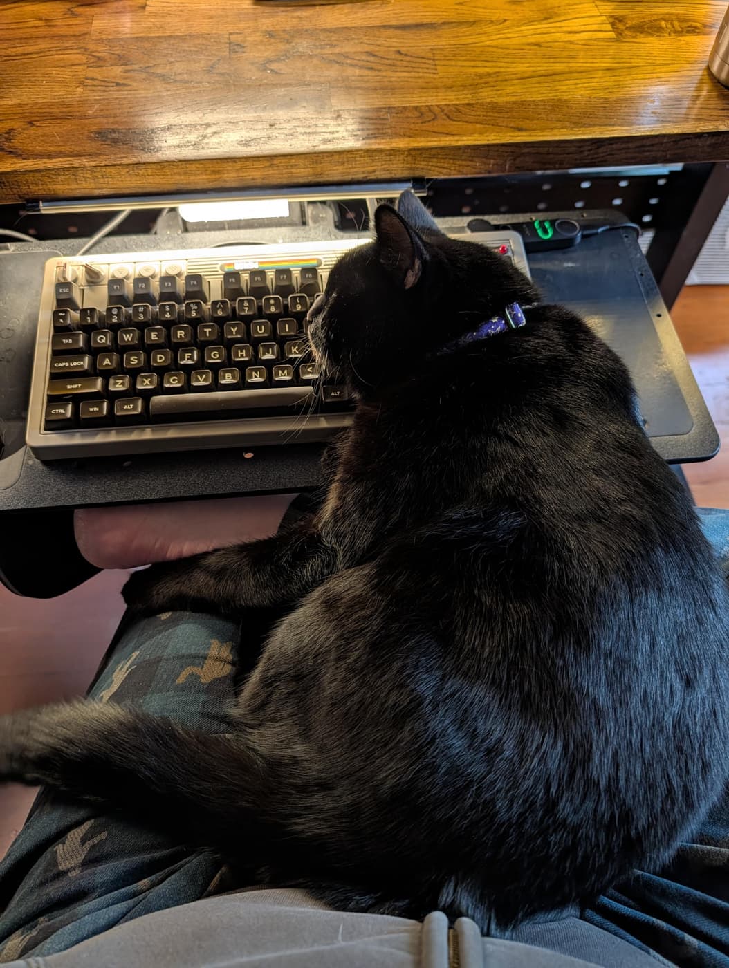 A sleepy black cat lays his head on my keyboard