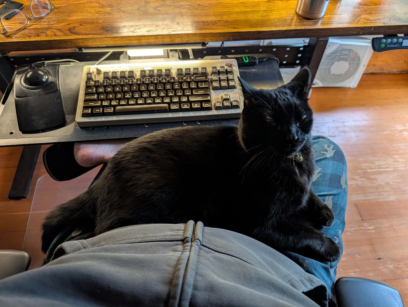 A sleepy black cat with slightly helicopter-ears lays on my lap