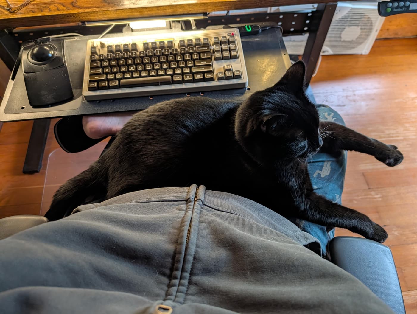 A black cat with outstretched front paws lays on my lap