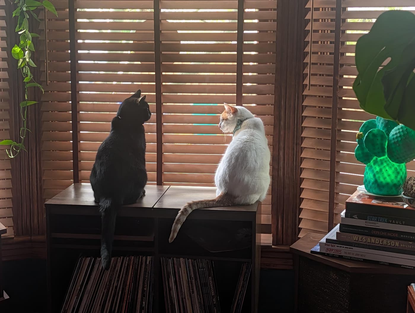 Photo of two cats sitting atop a cabinet near a window, looking at each other. One is black (Minnaloushe) and one is white with an orange tail and ears (Cosmo)