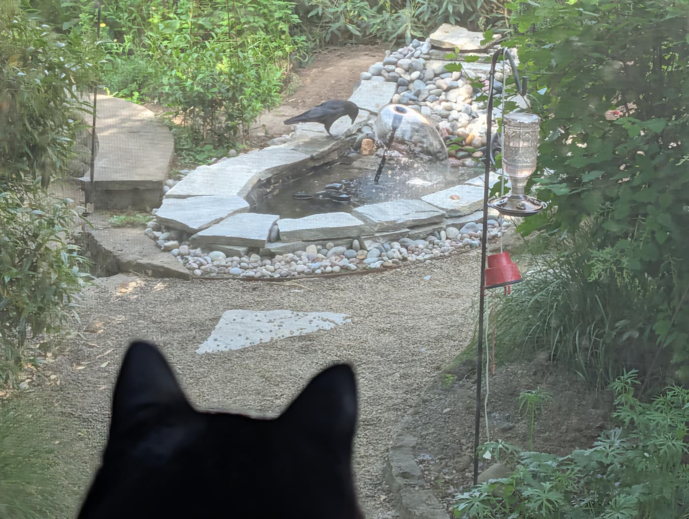 Minnaloushe, a black cat, looking out the kitchen window at a crow checking out the backyard pond