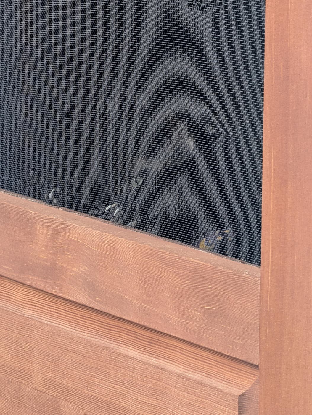 Minnaloushe staring out through the screen door at the animals, claws hooked into the screen