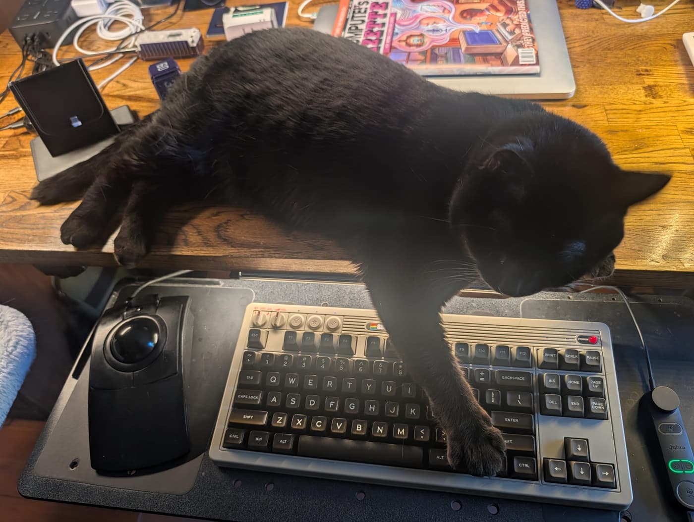 Minnaloushe, a black cat, looking relaxed in the home office
