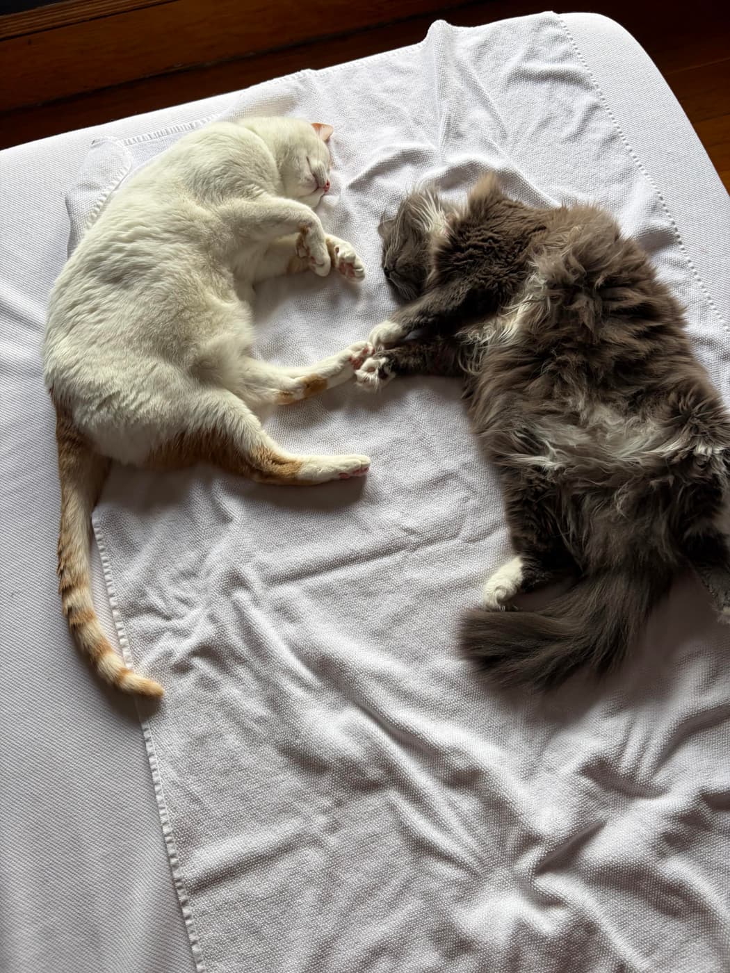 Cosmo (white) and Miss Biscuits (grey) lounging on a bed, Miss Biscuits touching Cosmo's paw