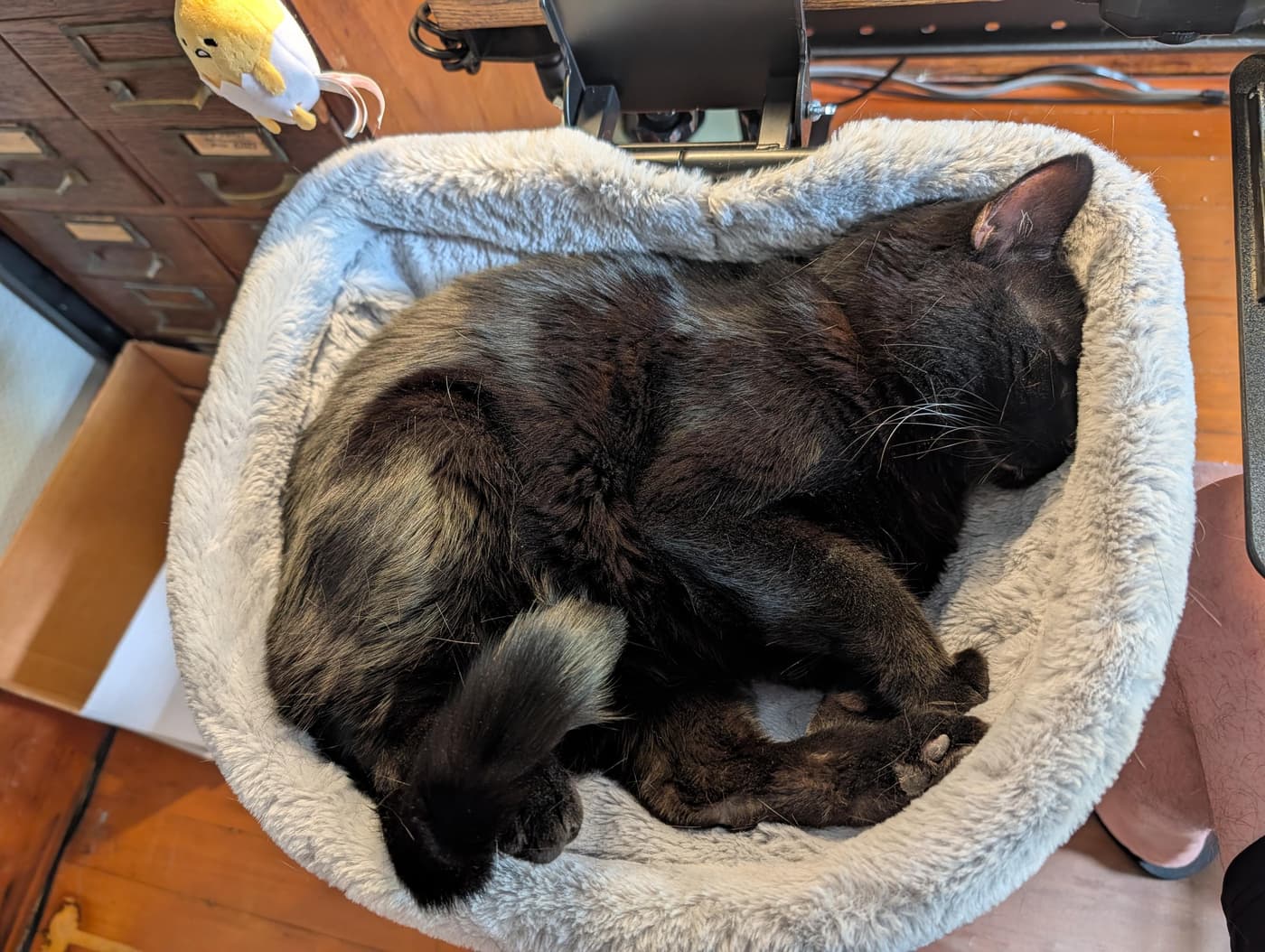 Minnaloushe curled up in a desk-mounted cat bed