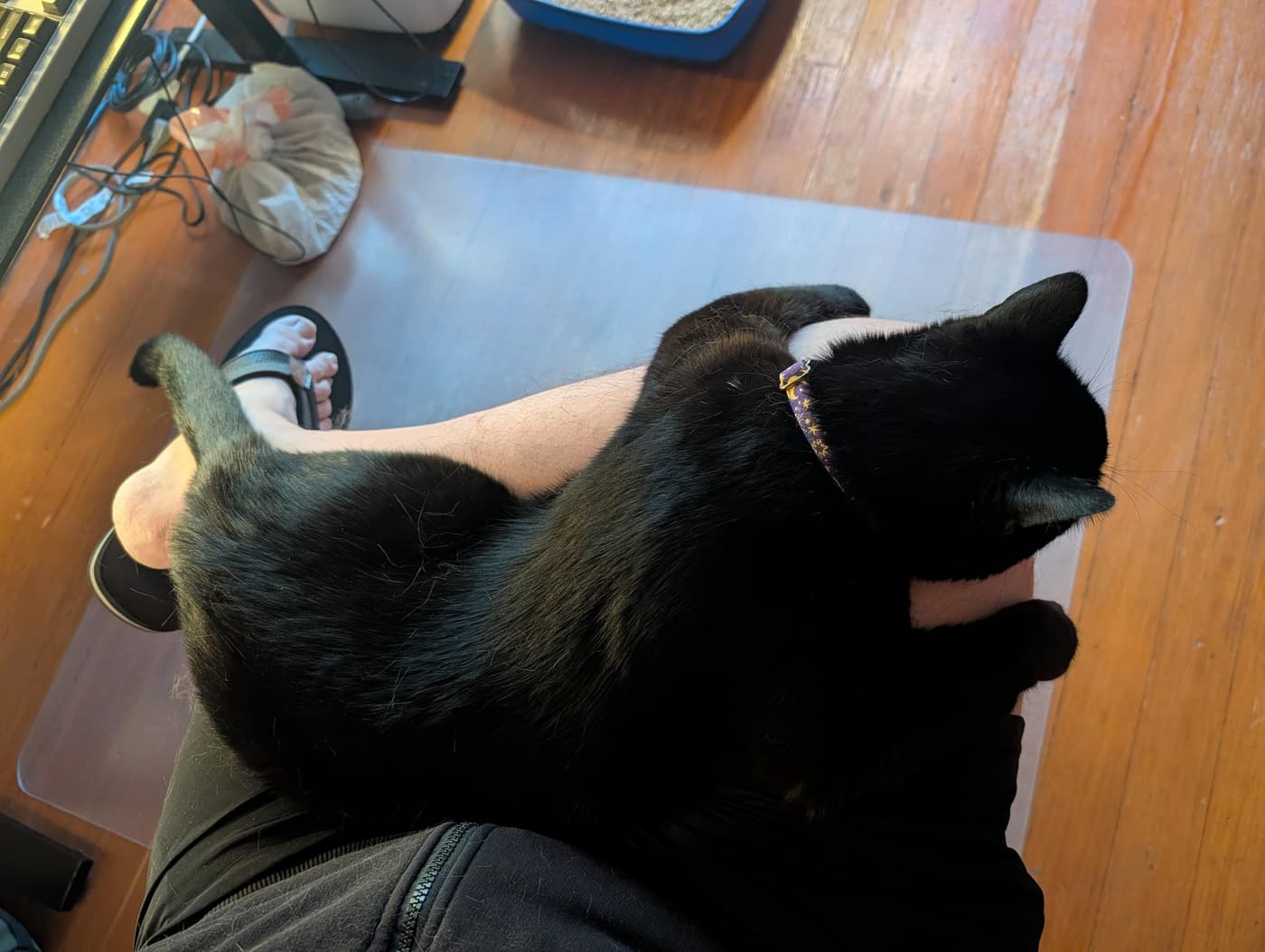 A high-angle, first-person view of a black cat resting on a person's lap while they sit at a desk. The cat's paws are flopped over either side of the person's knee