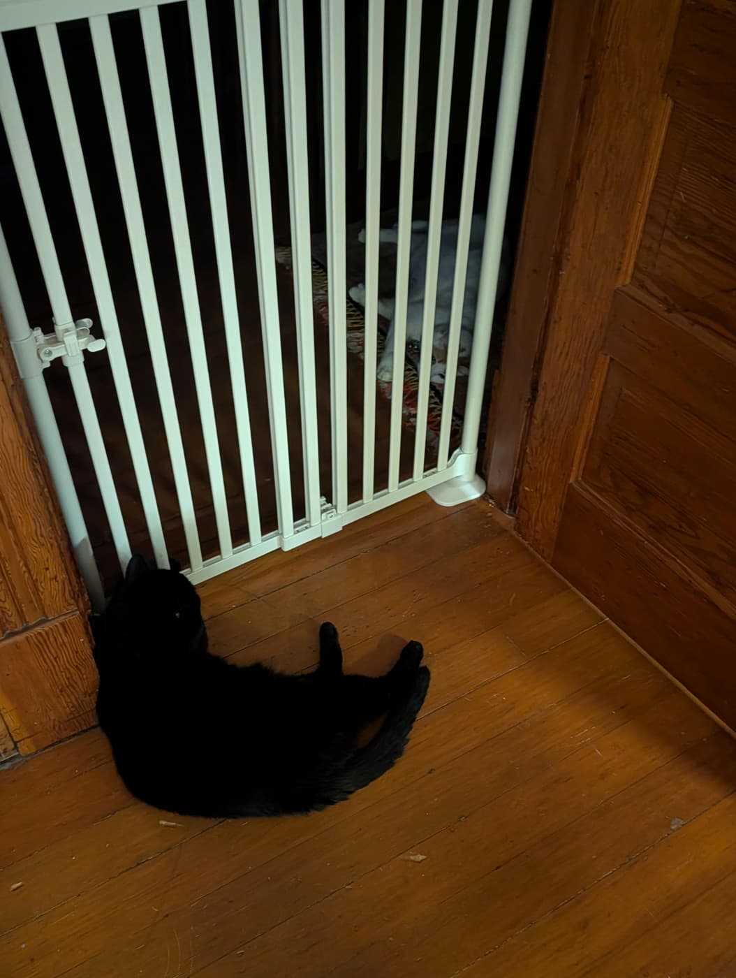 A black cat lies on a wood floor, separated by a white baby gate from a light-colored cat in a doorway.