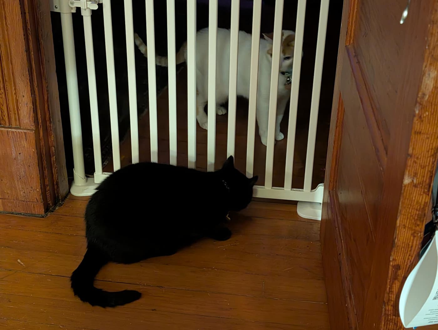 A black cat on a wood floor looks through a white baby gate at two other cats on the other side.