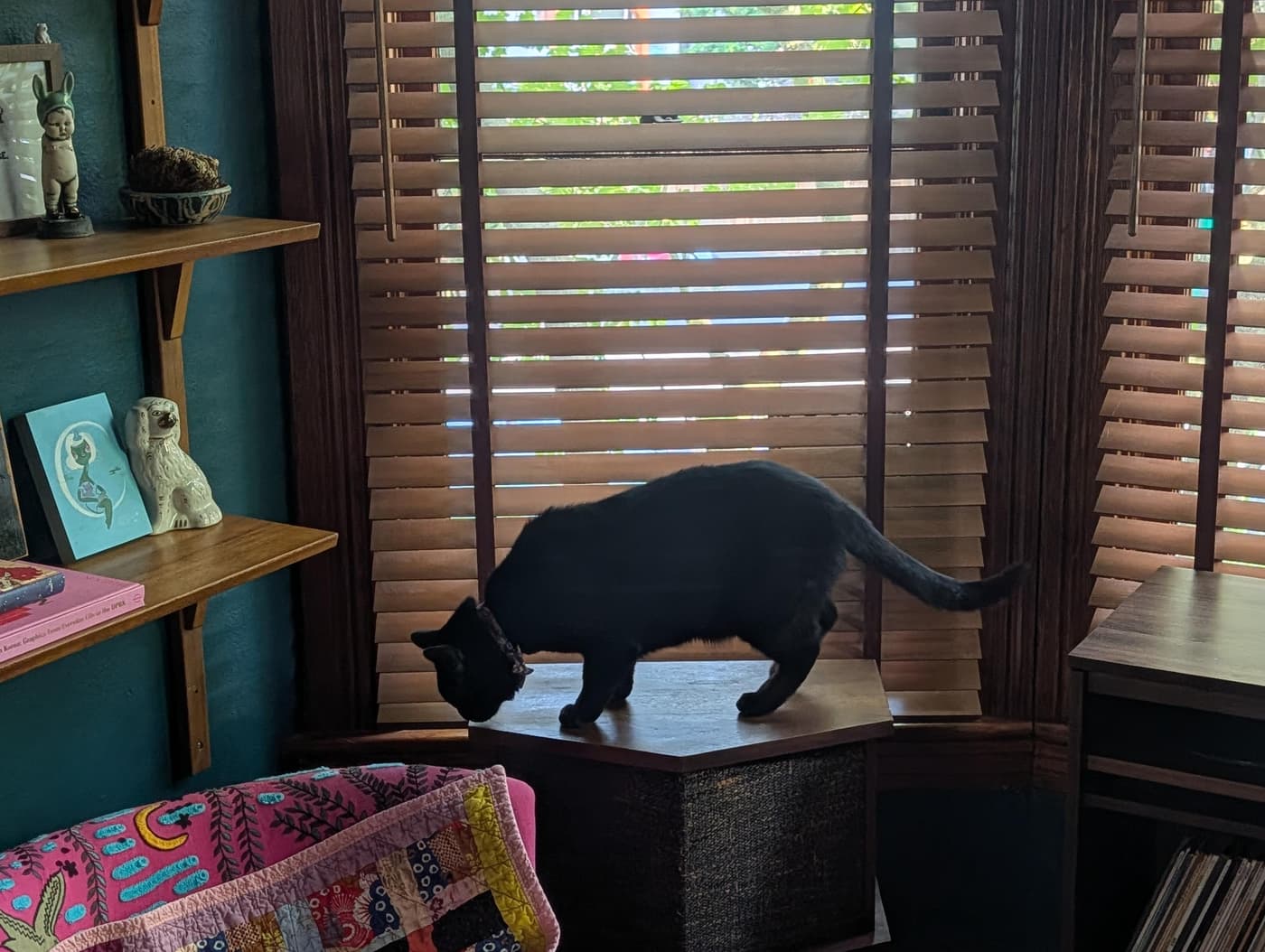 Minnaloushe roaming atop a speaker in the living room