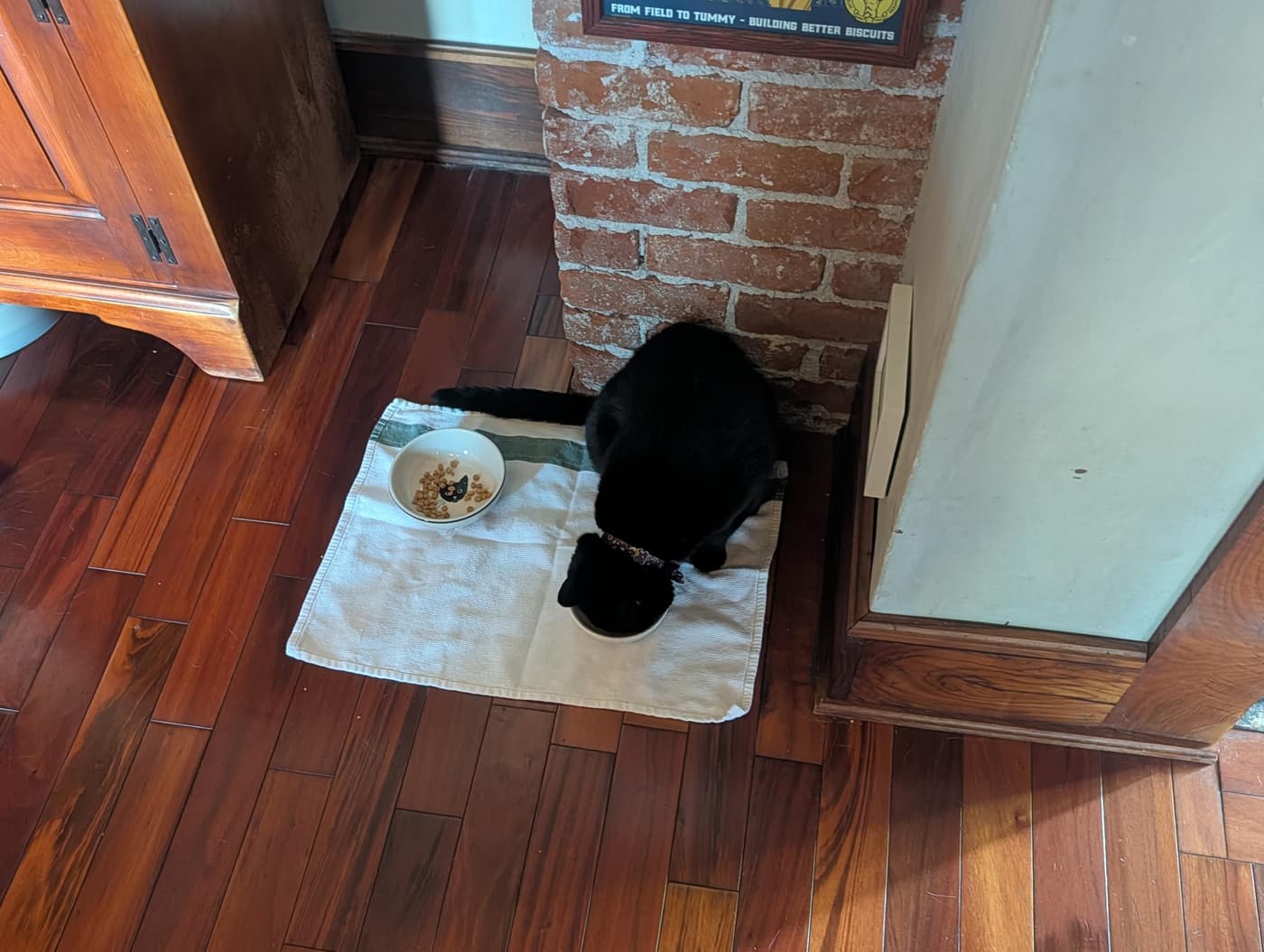 Minnaloushe in the kitchen eating some cat food