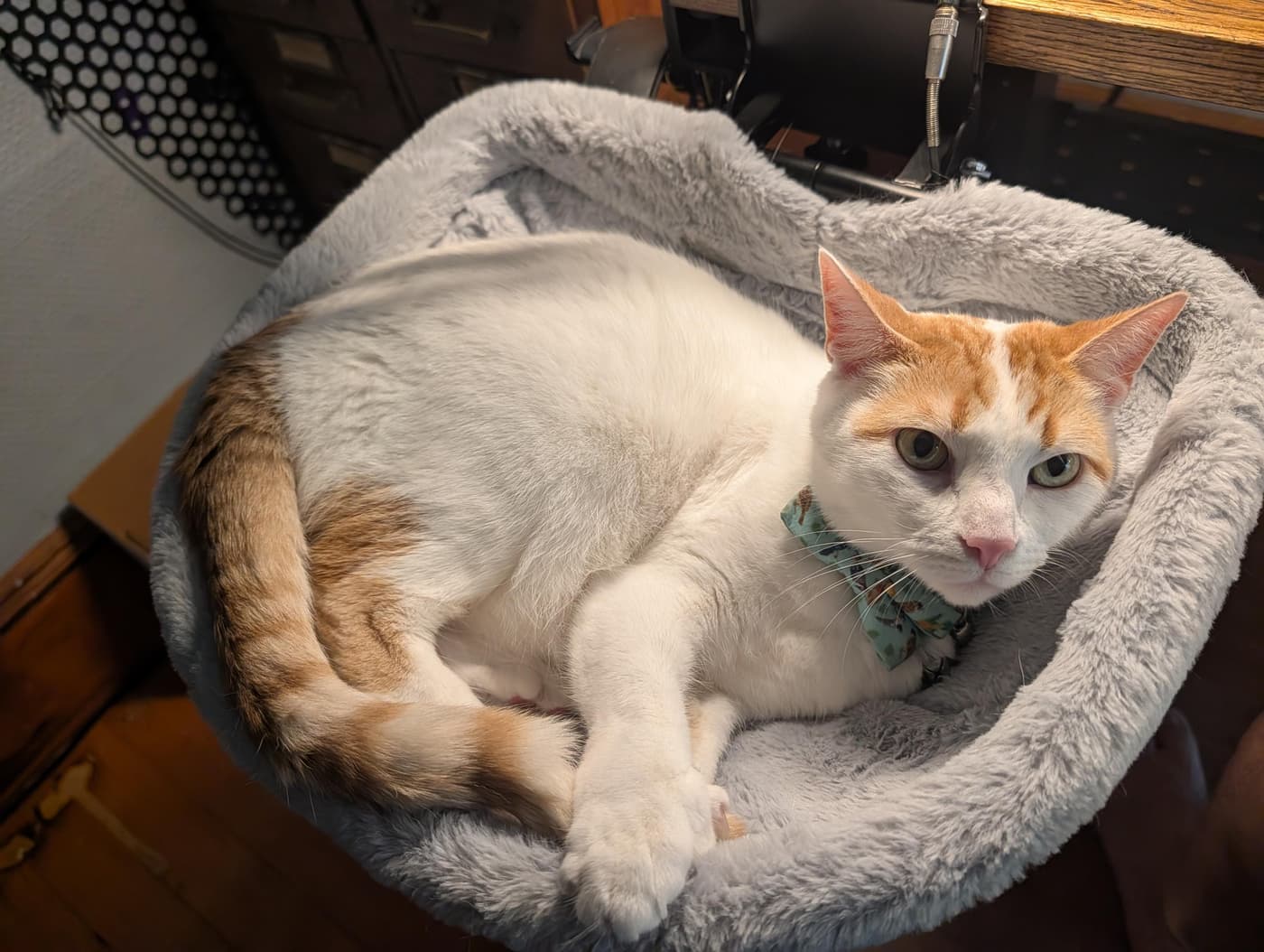 A white and orange cat with green eyes and a teal bow tie lies comfortably in a fluffy grey cat bed.