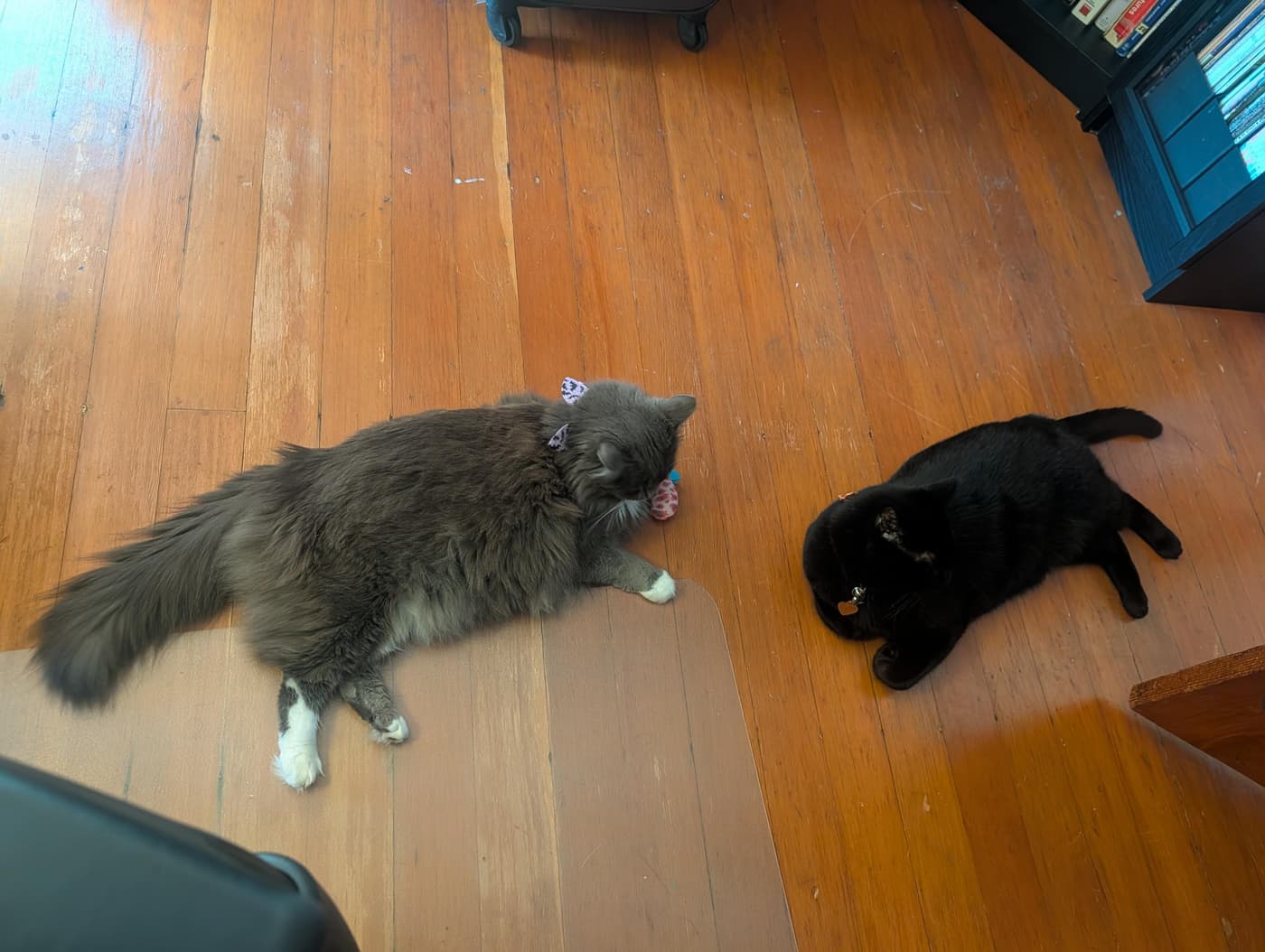 Fluffy gray cat and black cat