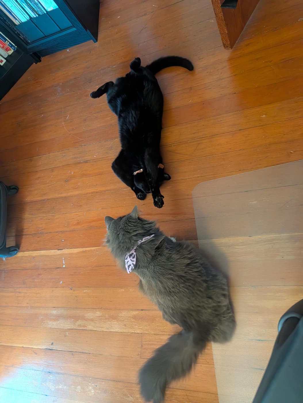 Black cat lying on back looking at grey cat