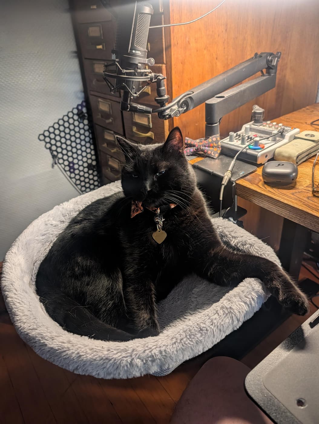 A black cat in a plush bed