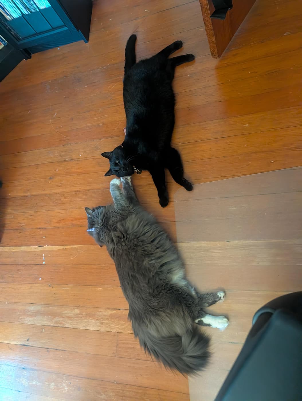 Black cat looking at a gray cat