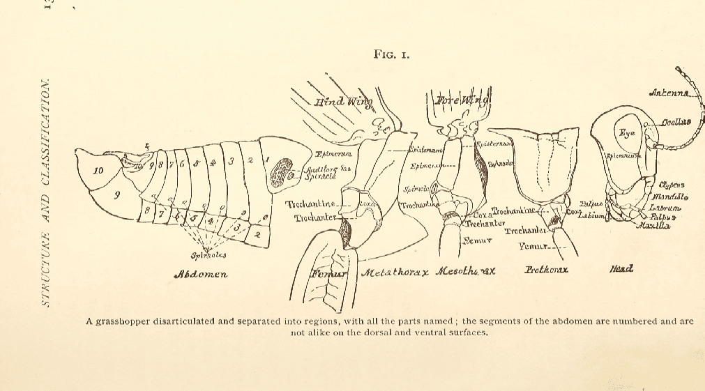 Internal anatomy engraving of an insect, showing digestive tract and nerve chain